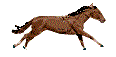 cal imagini-animate-gif